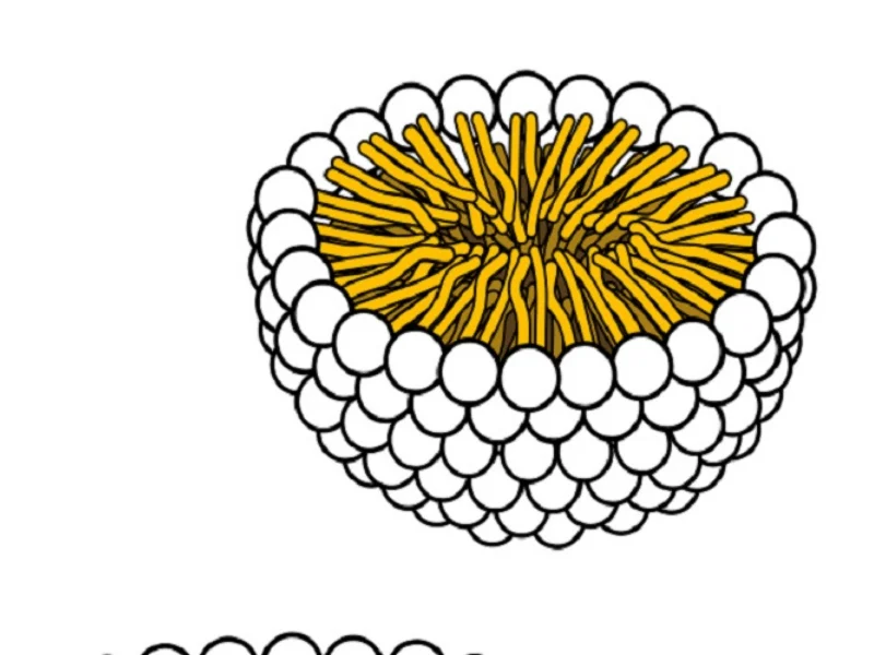 Hạt Micelles trong tự nhiên