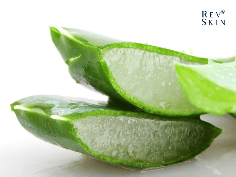 Tác dụng của nha dam trong việc dưỡng tóc 1