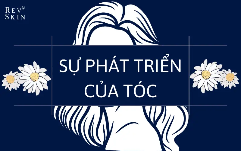 su phat trien cua toc